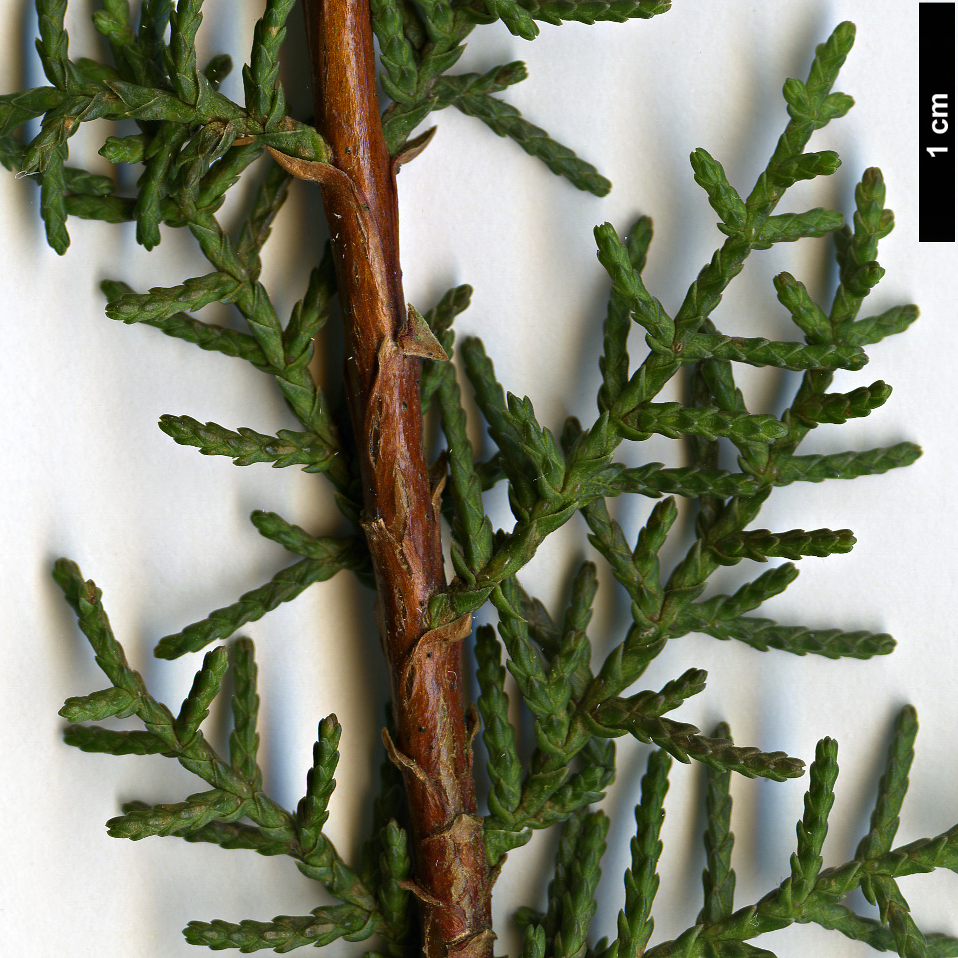 High resolution image: Family: Cupressaceae - Genus: Cupressus - Taxon: goveniana - SpeciesSub: var. goveniana